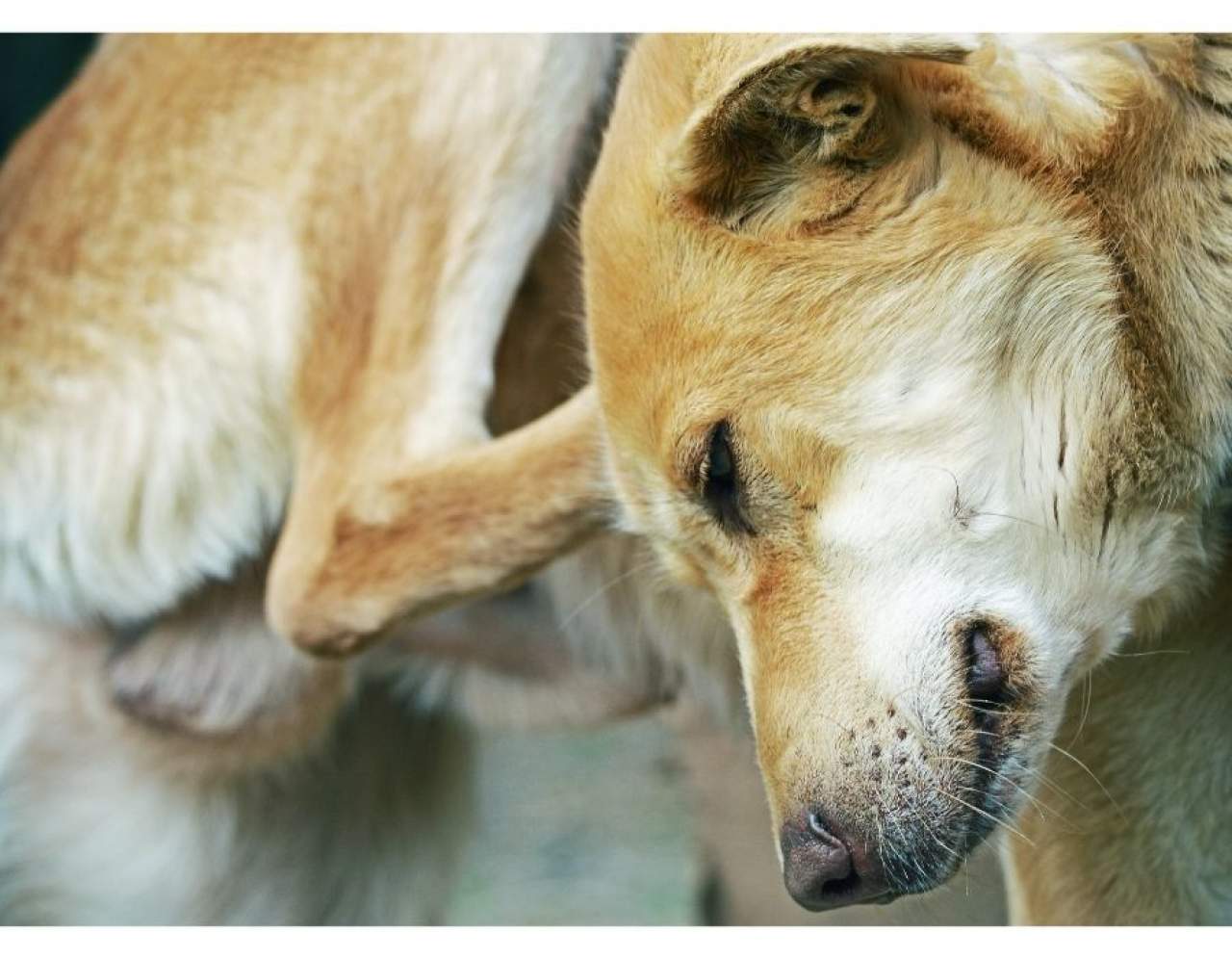 ¿Qué antiparasitario escoger para mi perro?