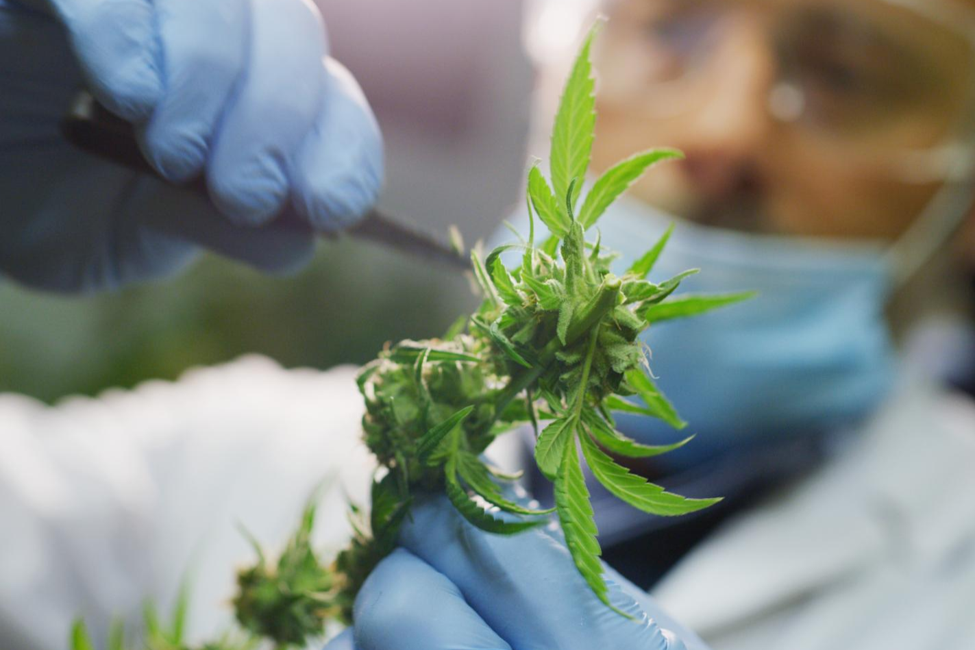 Wild CBD: la empresa donde se pueden encontrar flores CBD y muchos otros productos elaborados a base de esta sustancia