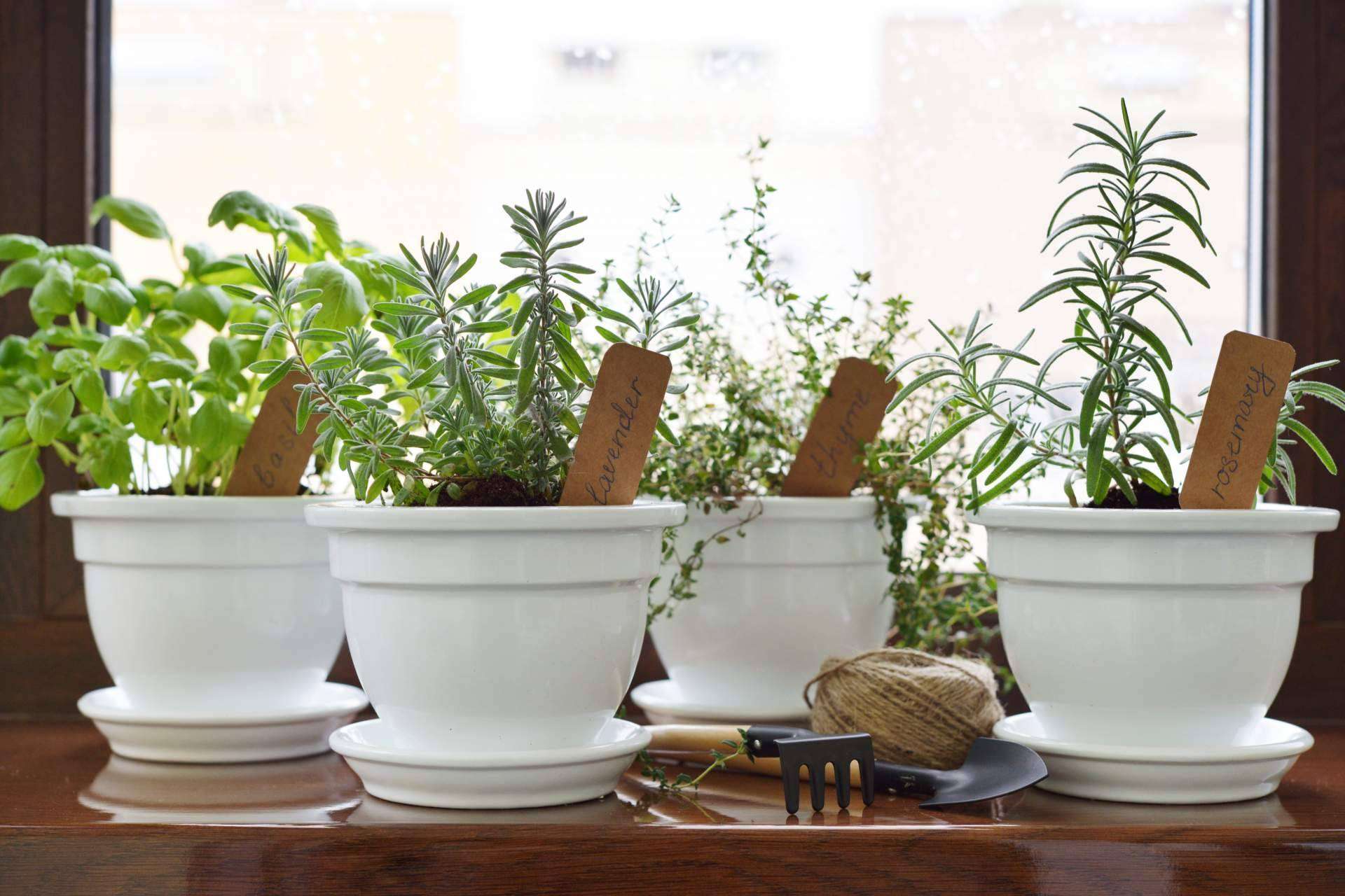 Spirit Natura: los beneficios de las plantas aromáticas de calidad