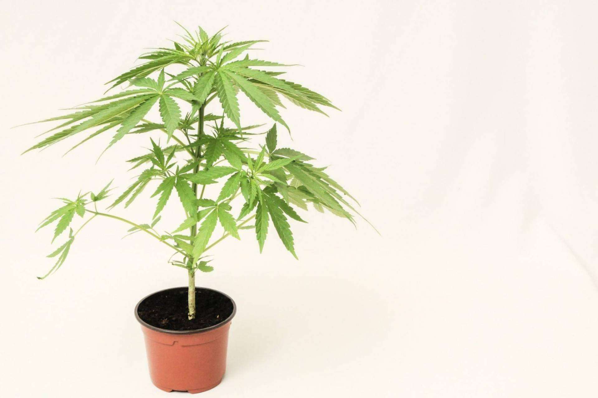 De Pata Verde: ¿Se puede comprar marihuana legal en España?
