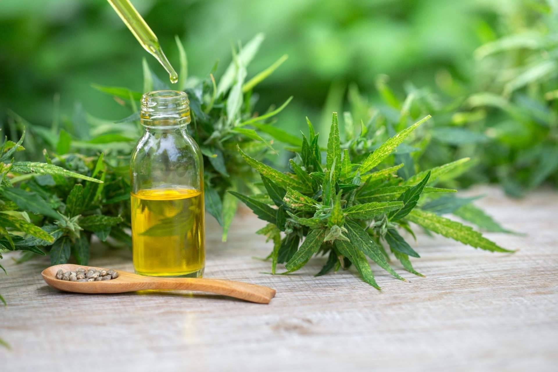 Premium Legal Hemp: ¿Cuáles son los beneficios y aplicaciones de Amnesia Hy-Pro?