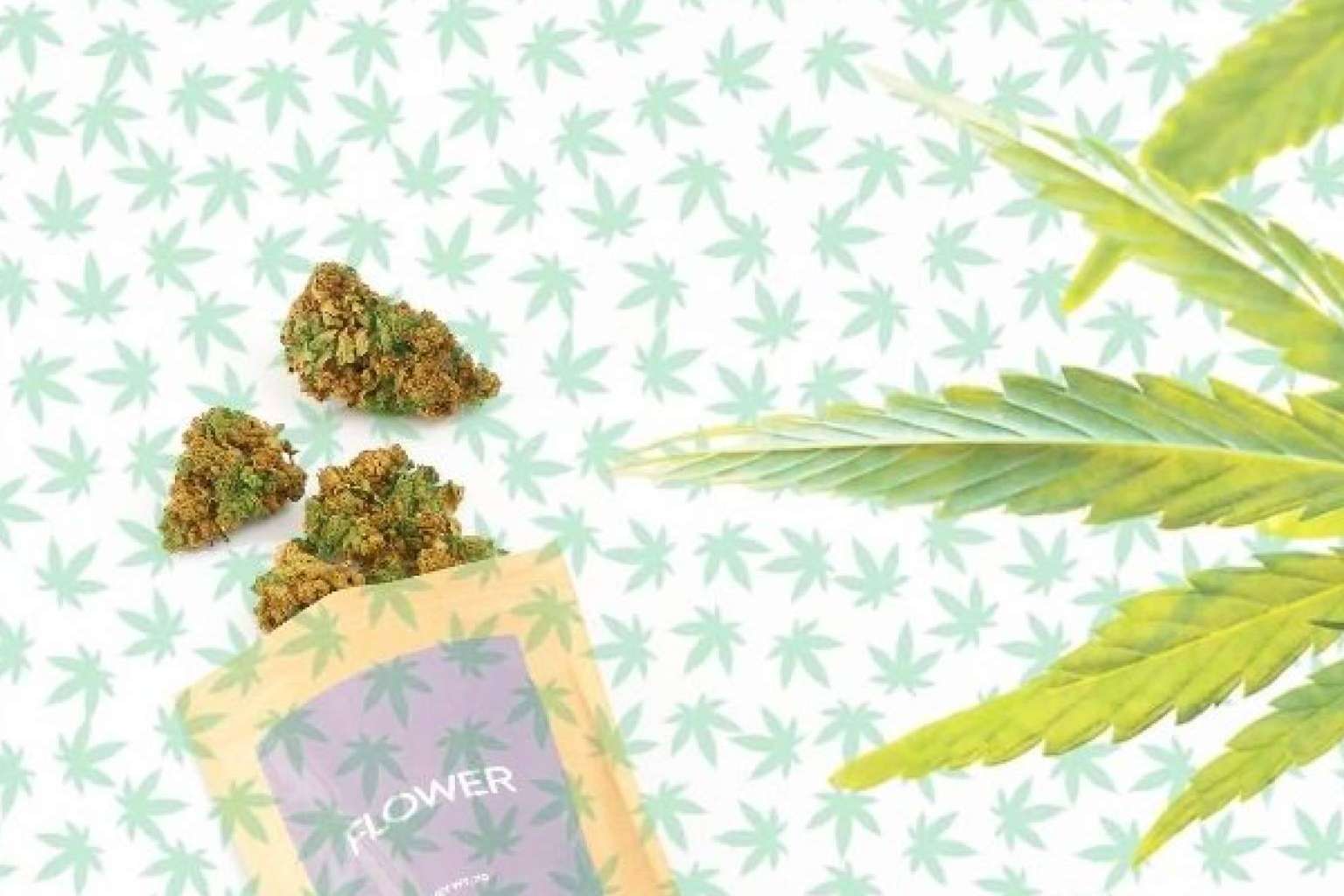 ¿Dónde comprar flores CBD online? CBD Organics