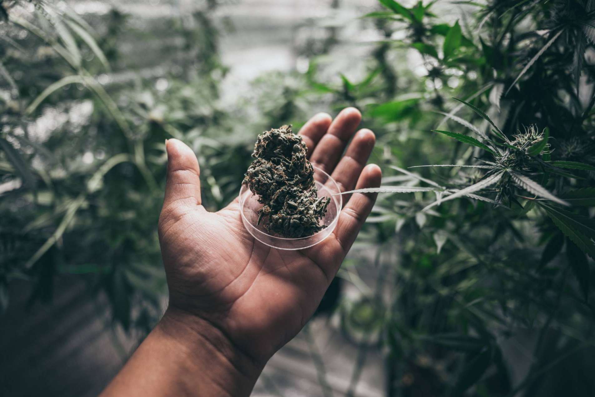 ¿Dónde es posible comprar flores de CBD en España?
