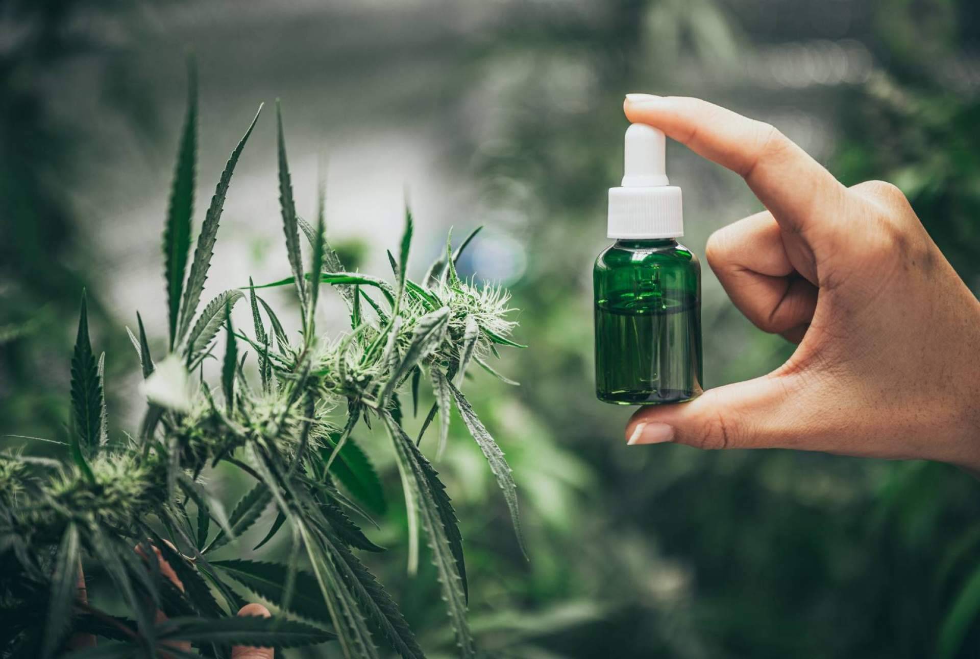 ¿Dónde es posible comprar CBD en España?