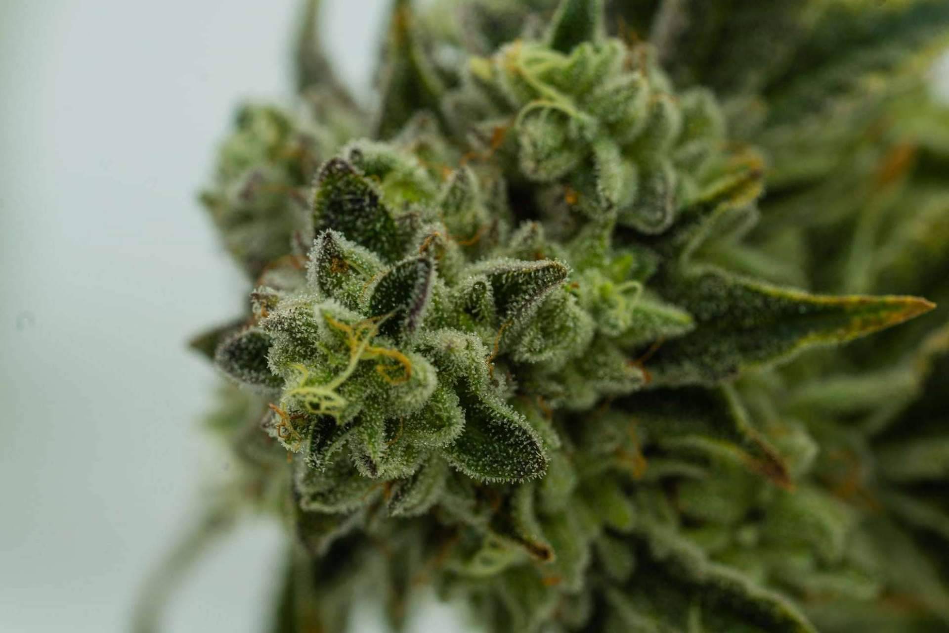 ¿Paraíso o infierno?, cannabis