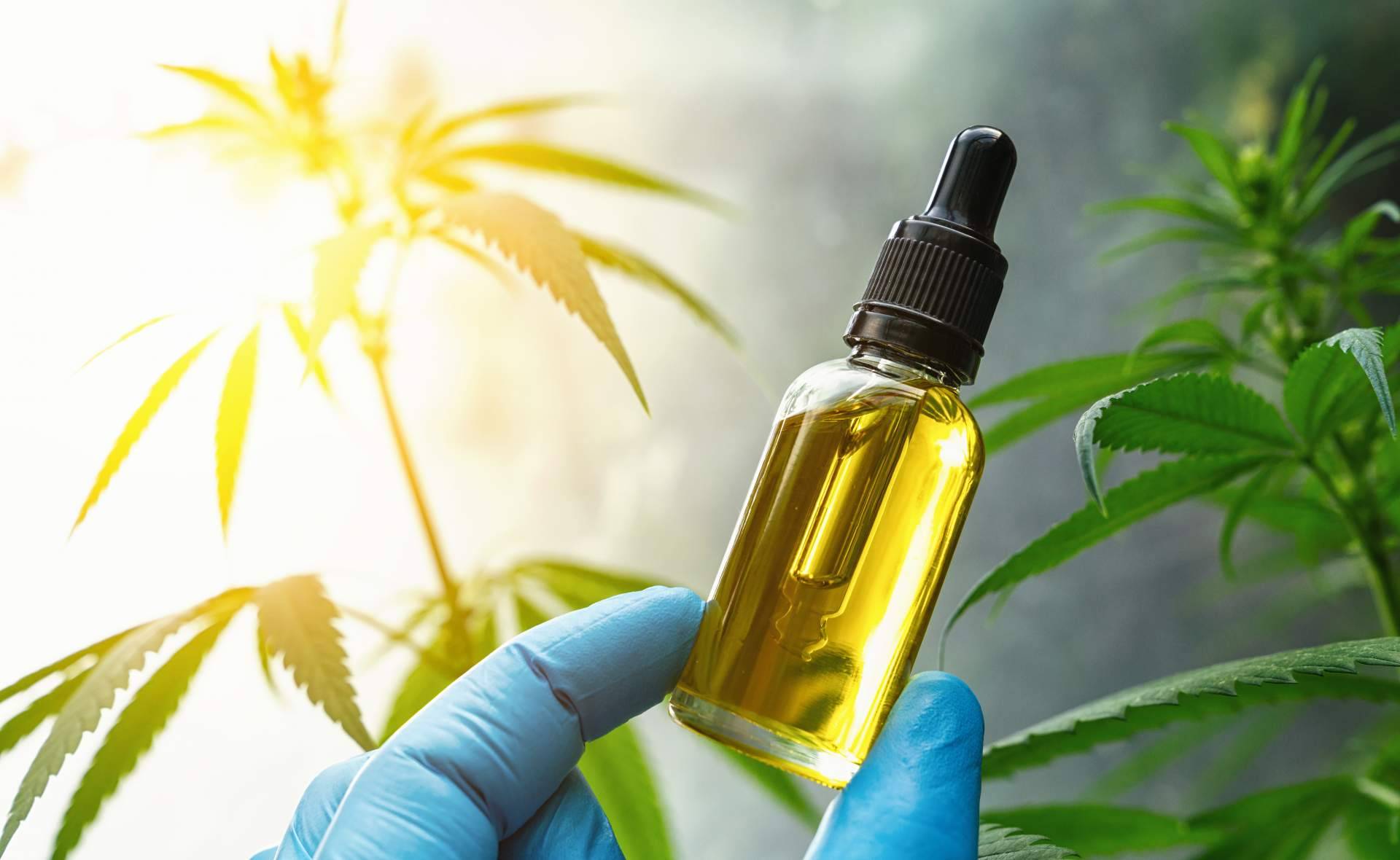 Legalhemp Biocosmetic, una de las tiendas online de referencia en la comercialización de aceite CBD