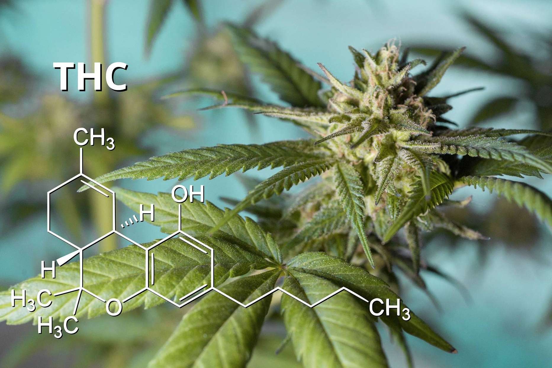 Canna Rural sobre los beneficios que aporta el cannabis en la salud
