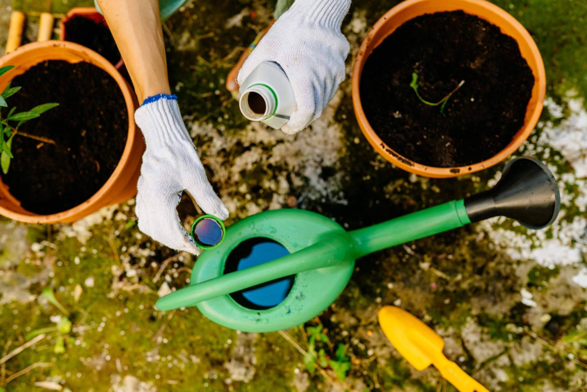 Los abonos para plantas más recomendables