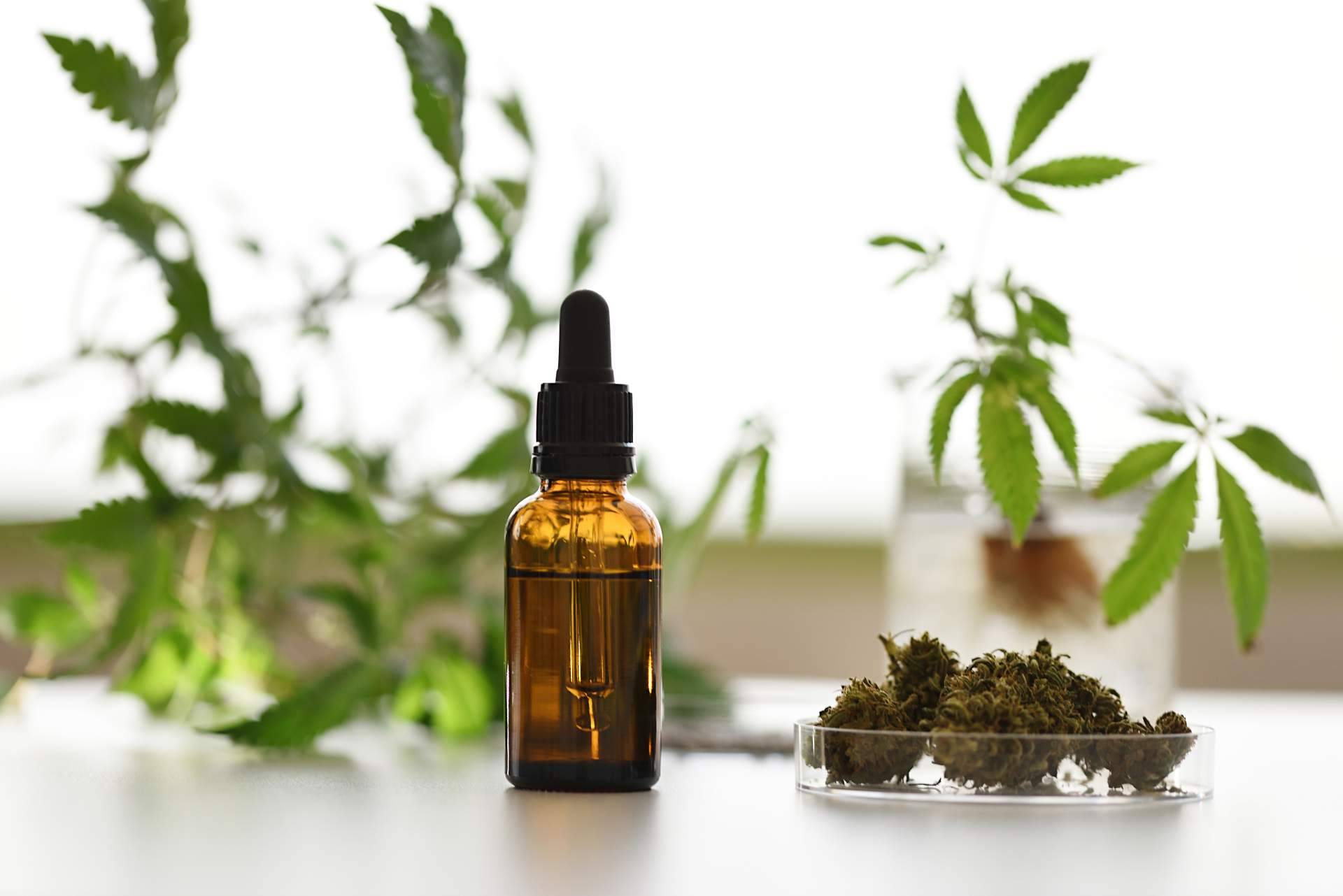 Según la consultoría cannabis medicinal Devecan, el cannabis medicinal es un sector por explotar