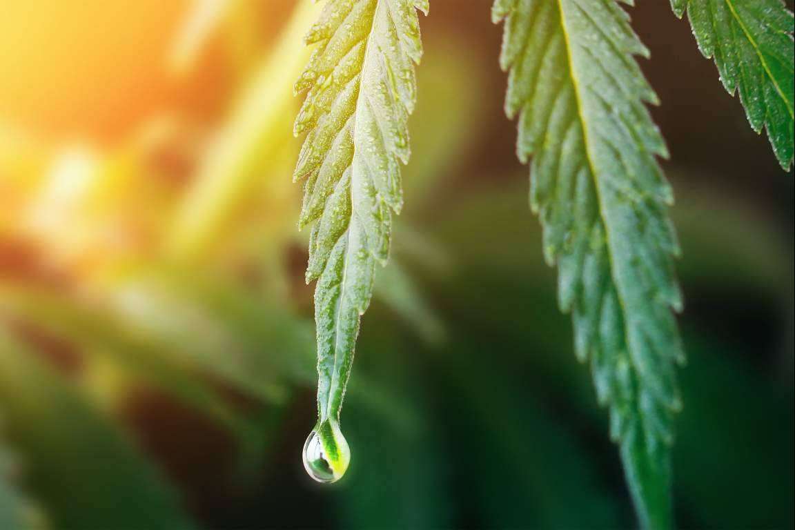 Polen, hash y resinas de la tienda La Mal Querida Sativa