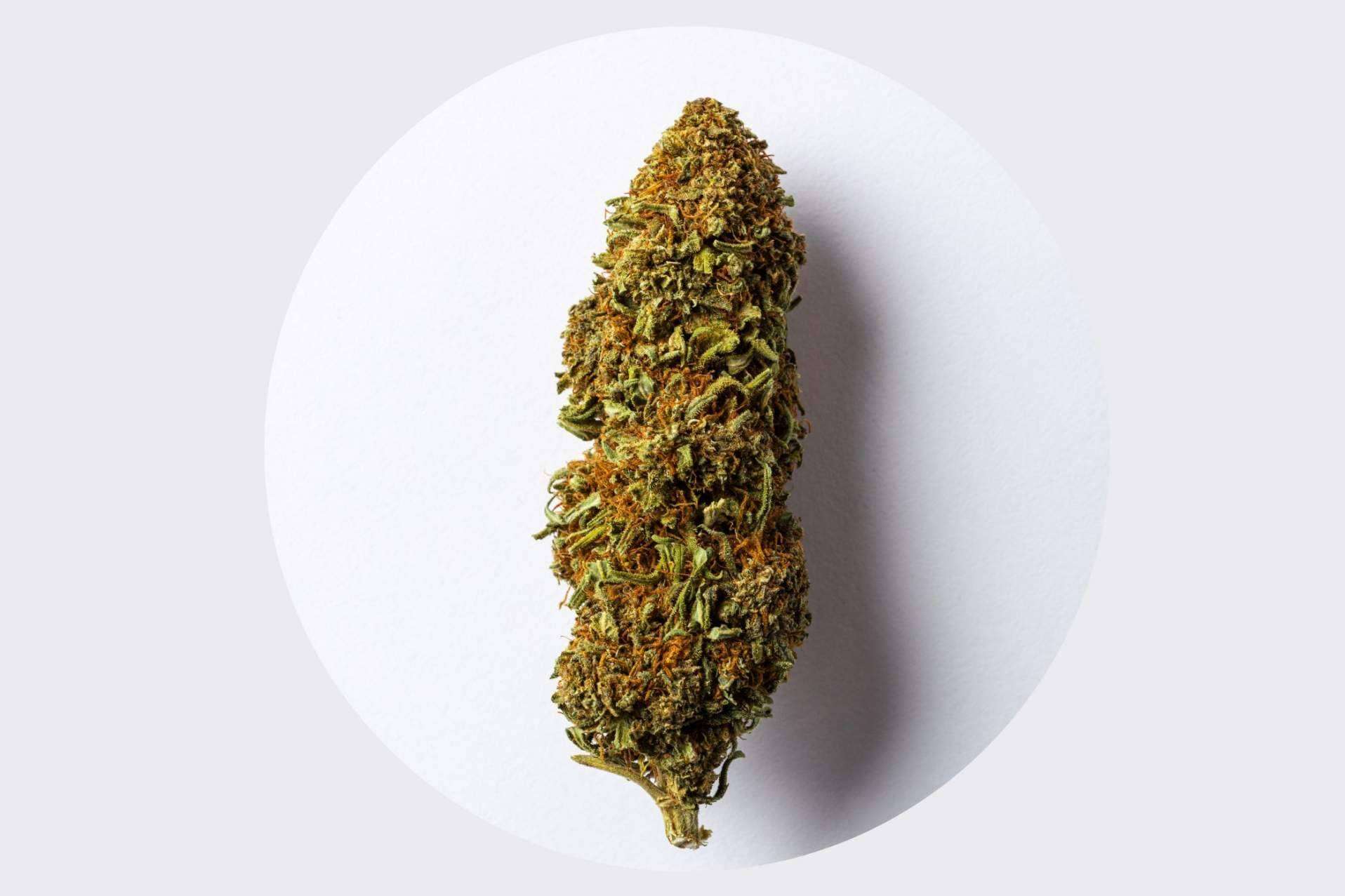 Las flores de CBD La Cordobesa son unas de las mejores flores del mercado