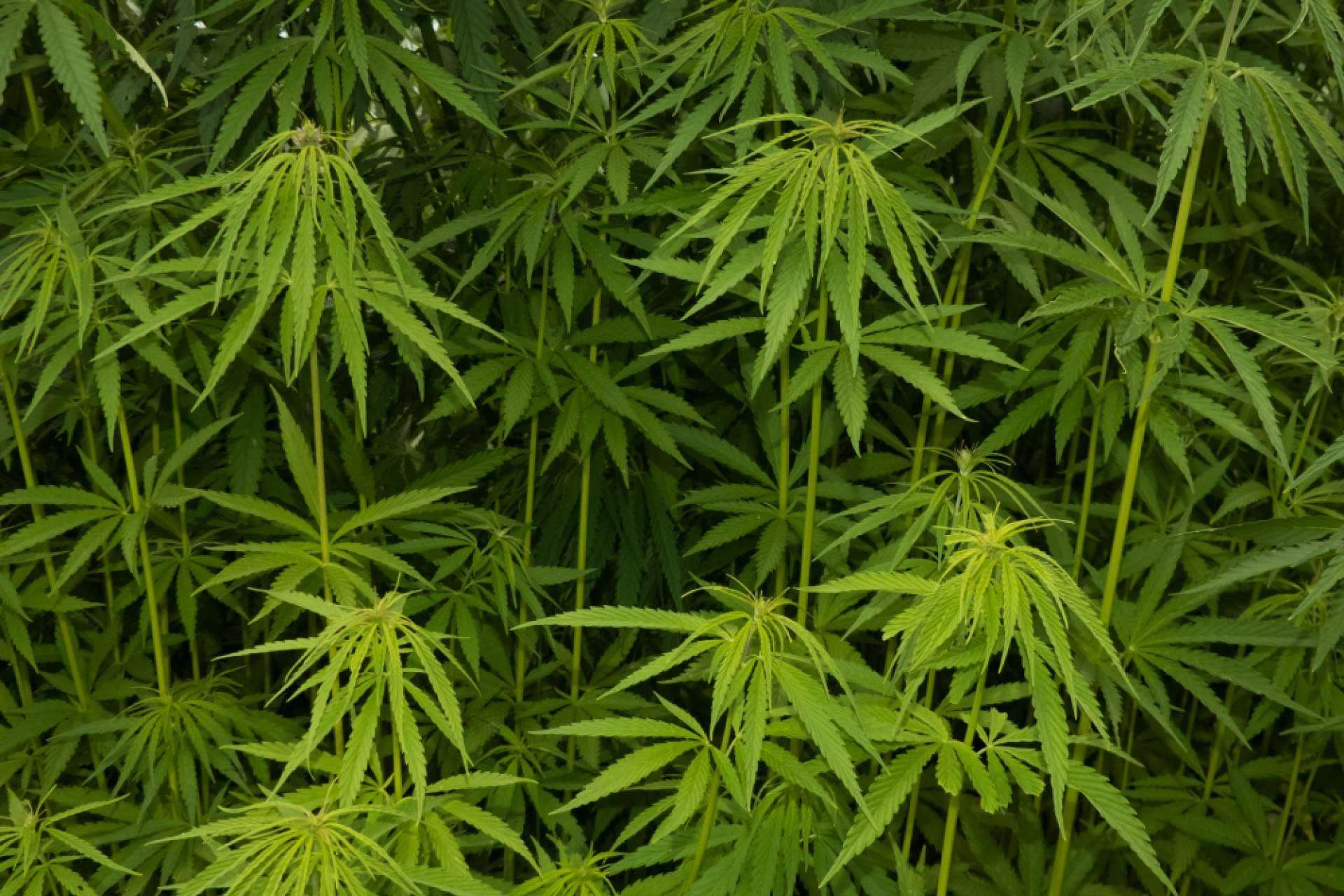 Cannabis Barcelona, la plataforma de información sobre la cultura del cannabis en la ciudad condal