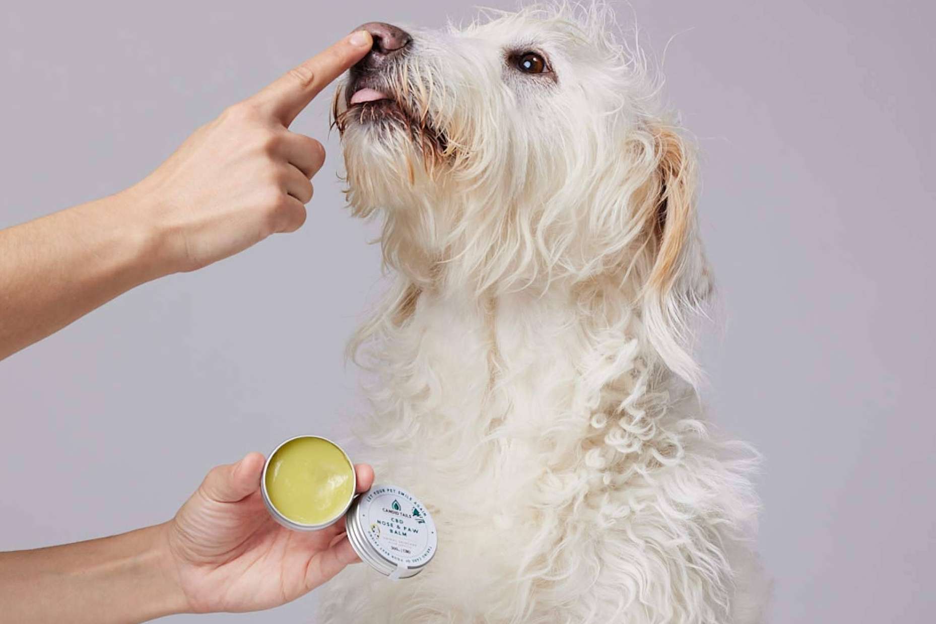 Una tendencia que toma fuerza, el cannabis para perros