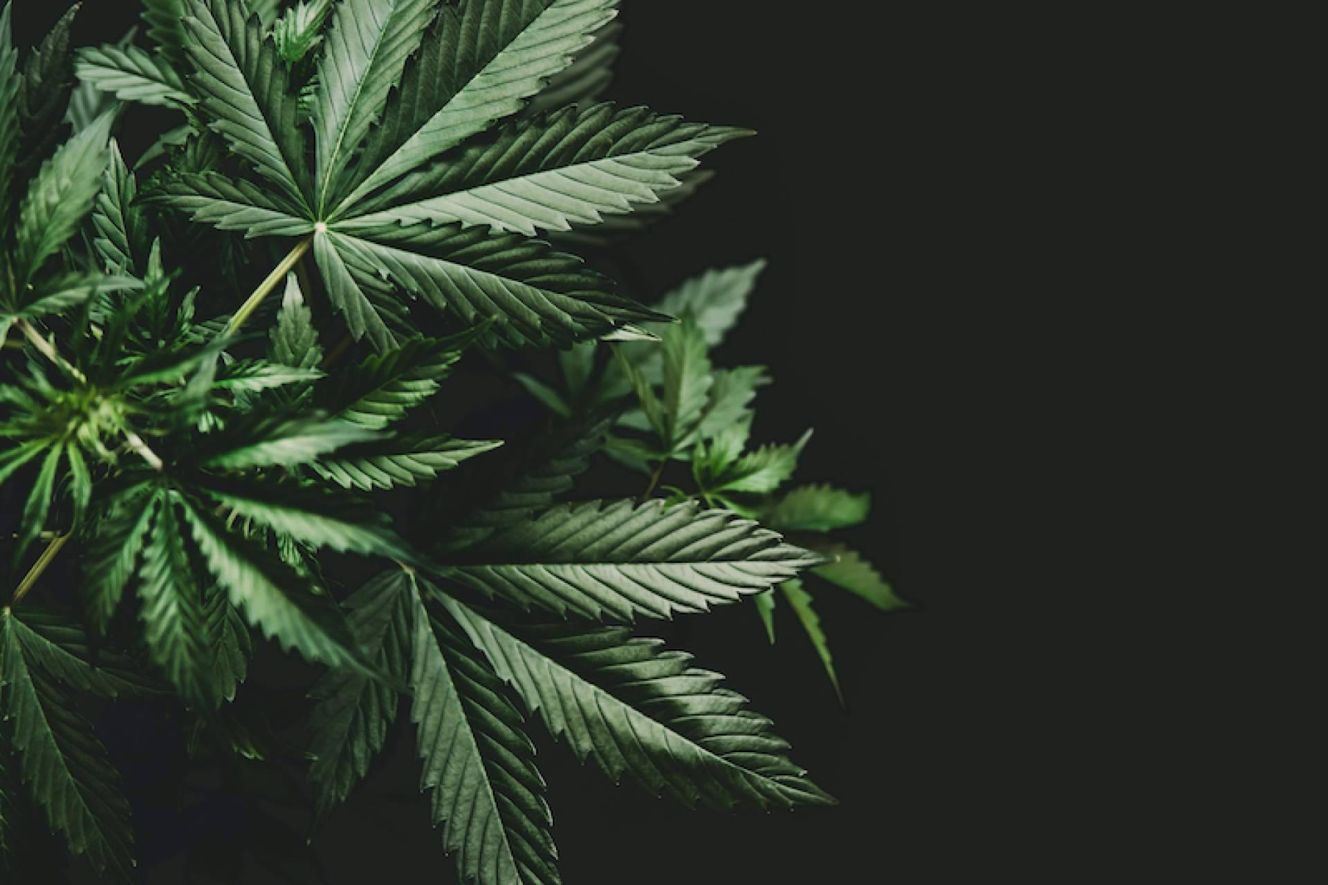 Bee Products triunfa en el sector del CBD