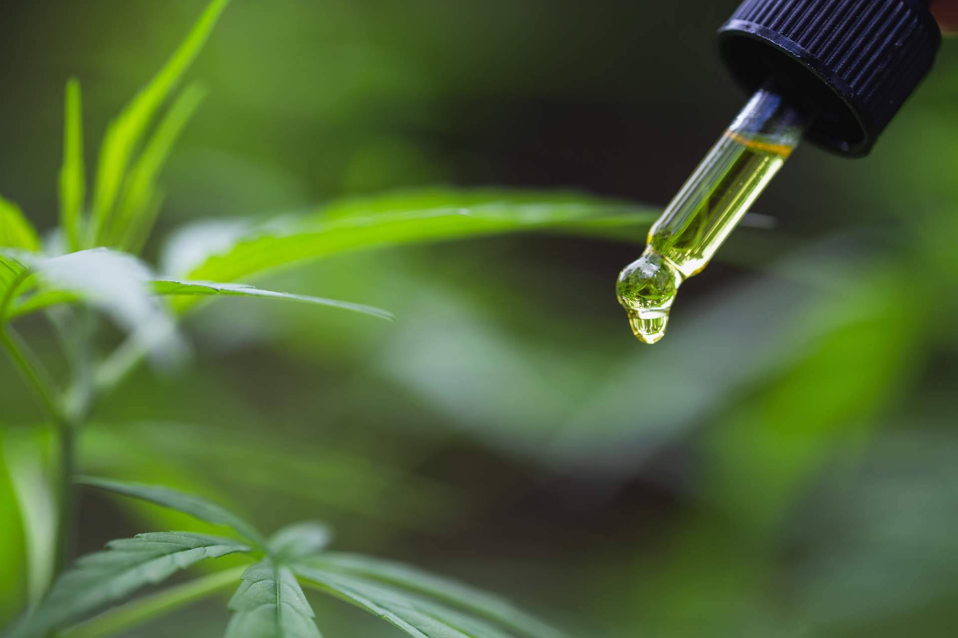 Los productos de cannabis que favorecen la salud de Arkano CBD